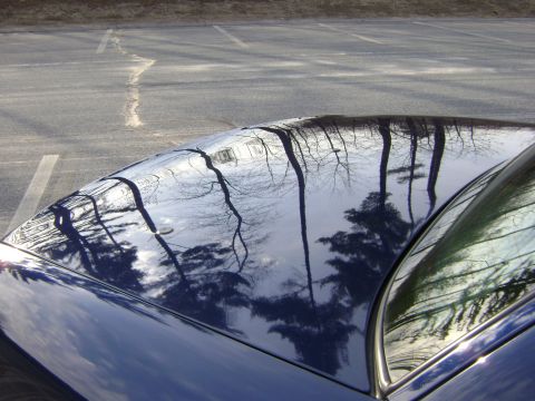 2001 Ford Crown Victoria - The glossy roof of a dark blue car reflects the bare branches of trees and the sky above, with a parking lot visible in the background.