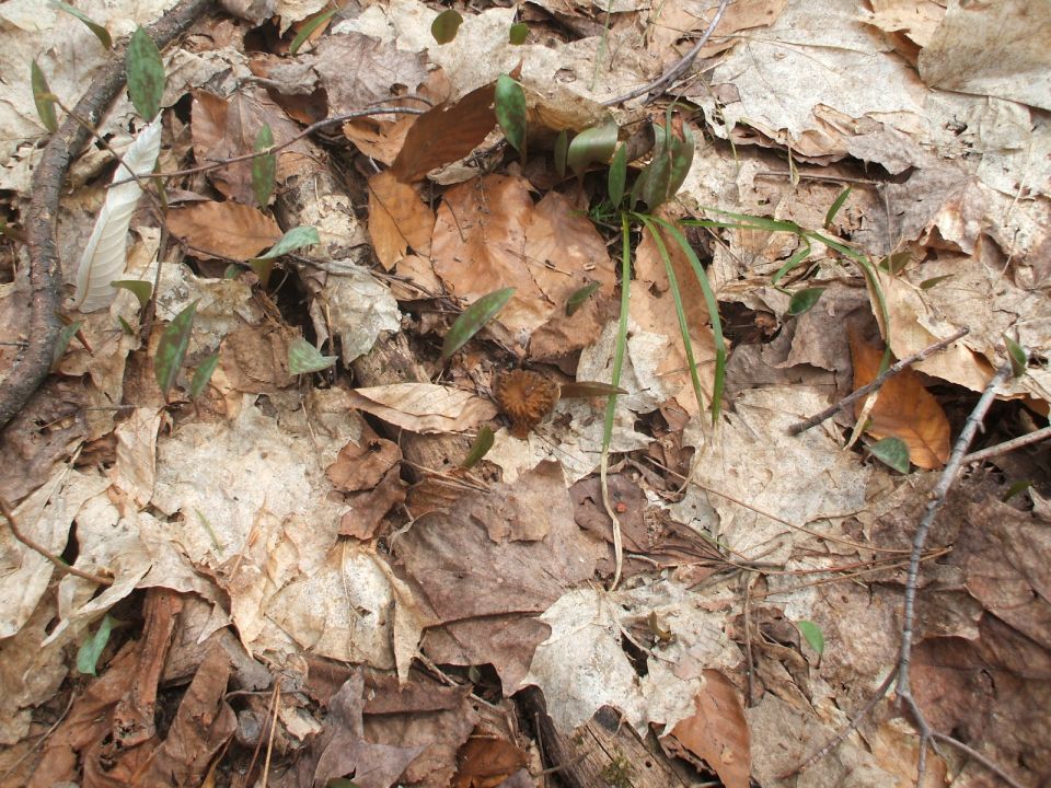 False Morel = Poisonous...!
