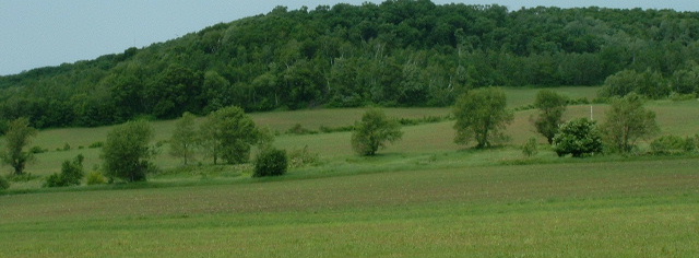 Rolling green hills with scattered trees under a cloudy sky