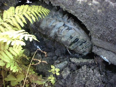 1988 Ford Bronco - A close-up view of a tire tread partially buried in the earth, with green ferns growing beside it.