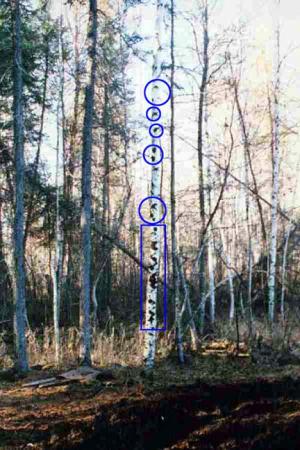 1988 Ford Bronco - A birch tree in a wooded area has markings drawn on its trunk.