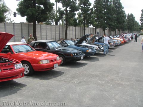 1968 Ford Mustang - A gathering of Ford Mustangs, mostly from the late 1980s, are lined up with their hoods open.