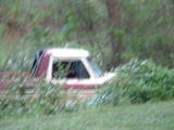 1979 Ford Bronco - A red and white pickup truck is seen partially hidden by green foliage in an outdoor setting.