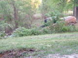 1979 Ford Bronco - Vehicle obscured by foliage in a natural setting, making identification difficult.