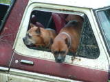 1979 Ford Bronco - Two dogs peer out of the side window of an old vehicle.