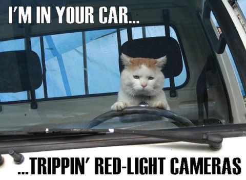 2000 Mercury Grand Marquis - A cat appears to be driving a vehicle, with text superimposed on the image.