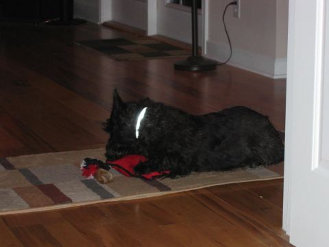 1985 Ford LTD Crown Victoria - A dog rests on a rug with its toy, indoors.