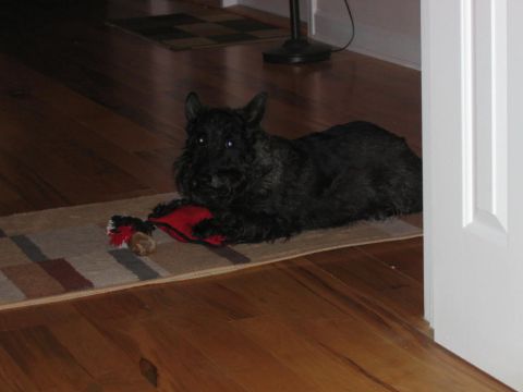 1985 Ford LTD Crown Victoria - A black Scottish Terrier dog rests on a rug next to a red toy, with hardwood floors and a white door visible.