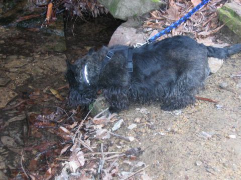 1985 Ford LTD Crown Victoria - A black dog with a harness and leash bends down to drink water from a rocky stream.