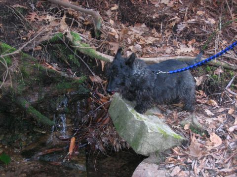 1985 Ford LTD Crown Victoria - A black dog on a blue leash stands on rocks near a small stream in a wooded area.