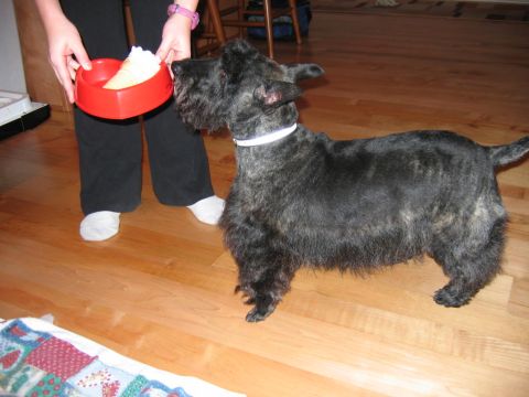 1985 Ford LTD Crown Victoria - A person offers a scottish terrier a bowl of ice cream on a wooden floor.