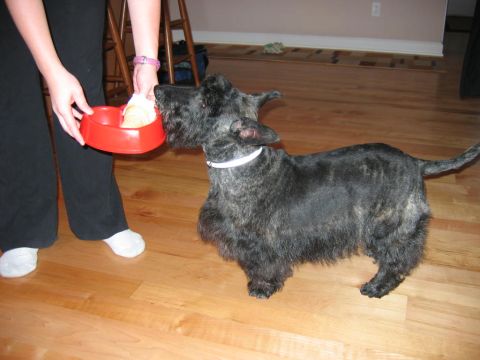 1985 Ford LTD Crown Victoria - A person feeds a Scottish Terrier dog from a red bowl on a wooden floor.