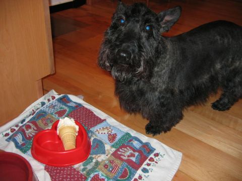 1985 Ford LTD Crown Victoria - black Scottish Terrier stands on a wood floor beside a red bowl holding an ice cream cone on a printed cloth.
