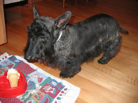 1985 Ford LTD Crown Victoria - A Scottish Terrier dog stands on a wooden floor near a bowl with an ice cream cone.