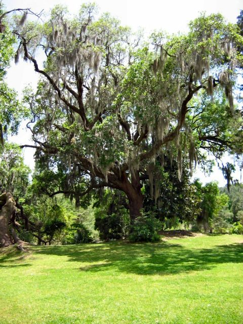 1985 Ford LTD Crown Victoria - Photo of a large live oak tree covered in Spanish moss standing on a green lawn.