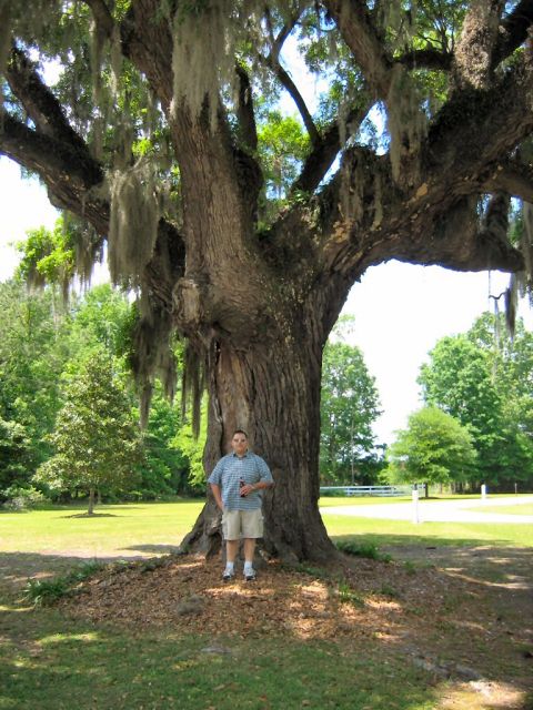 1985 Ford LTD Crown Victoria - Photo of a man standing at the base of a large live oak tree draped with Spanish moss.