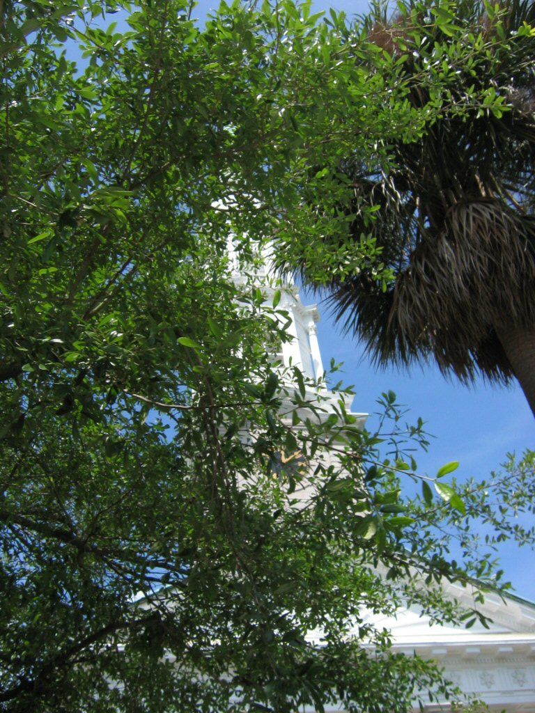 White building with a clock tower partially obscured by green foliage and a palm tree against a blue sky
