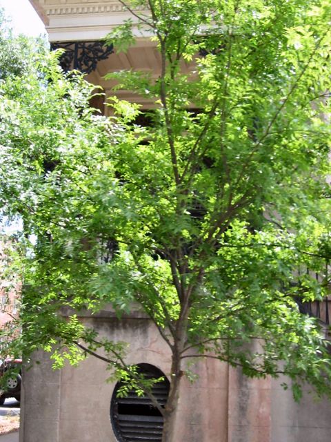 1985 Ford LTD Crown Victoria - A tree obscures a building with ornate architectural details and a large circular vent.