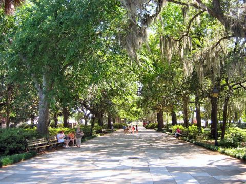 1985 Ford LTD Crown Victoria - A sunny day in a park with Spanish moss hanging from trees and people enjoying the outdoors.