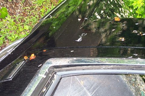 2001 Ford Crown Victoria - The top of a black vehicle is shown with leaves and debris scattered across the surface.