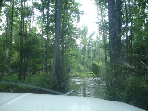 1989 Ford Bronco - Driving a white vehicle through a flooded forest path with dense trees and foliage.