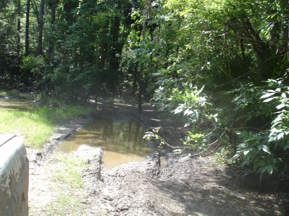 Muddy track through trees, part of a vehicle visible on left