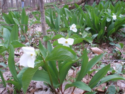 1990 Ford Bronco - A forest floor scene with several white trillium flowers blooming among green leaves and fallen leaves. A person is visible in the backgrou…