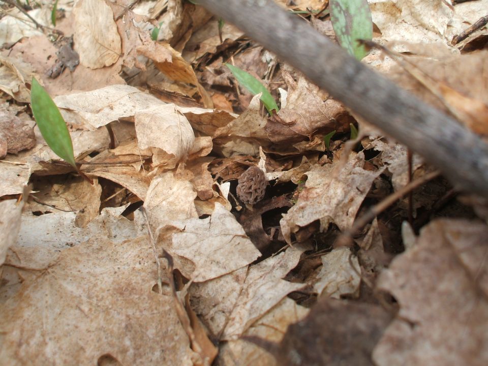 A small mushroom emerging among dry leaves on the forest floor