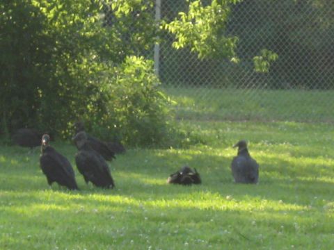 2006 Ford F-150 - A group of black vultures are gathered on a sunlit lawn with a fence and trees in the background.