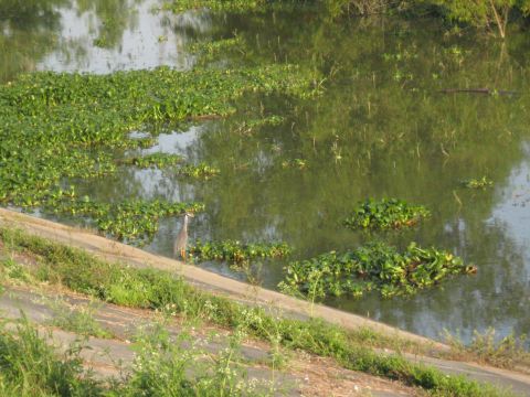2006 Ford F-150 - A grey heron stands on a concrete embankment beside a body of water covered in aquatic plants.
