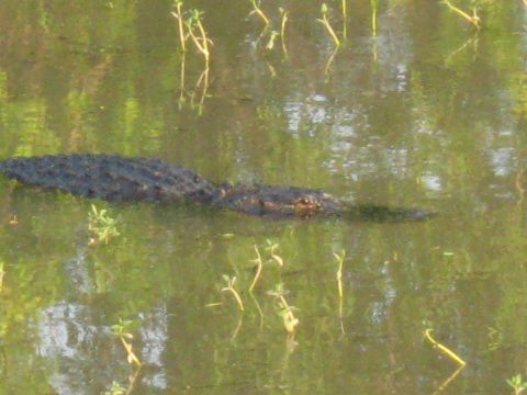 2006 Ford F-150 - An alligator is partially submerged in murky water, with green plants growing around it.