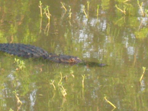 2006 Ford F-150 - An alligator is partially submerged in shallow, murky water with green plants.