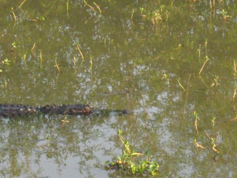 2006 Ford F-150 - An alligator swims in shallow water surrounded by aquatic plants.