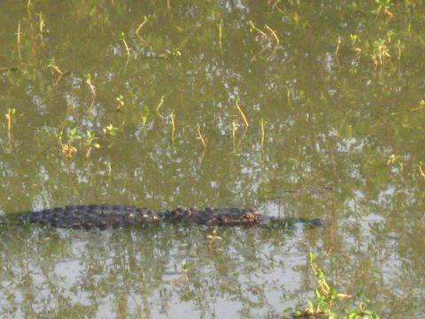 2006 Ford F-150 - An alligator is seen in its natural habitat, partially submerged in murky swamp water with aquatic plants.