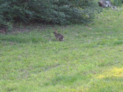 2006 Ford F-150 - A rabbit is seen in a grassy field with dense foliage behind it.