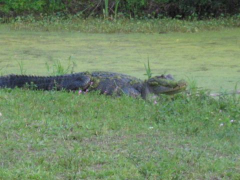 2006 Ford F-150 - An alligator lies camouflaged on a grassy bank beside a pond covered in green algae.