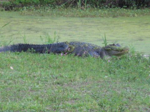 2006 Ford F-150 - An alligator rests on a grassy bank, partially submerged in murky, algae-covered water.