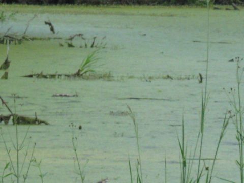 2006 Ford F-150 - A swampy scene with algae-covered water and emergent vegetation.