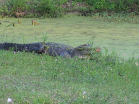 2006 Ford F-150 - An alligator is partially hidden by grass near the edge of a murky pond.