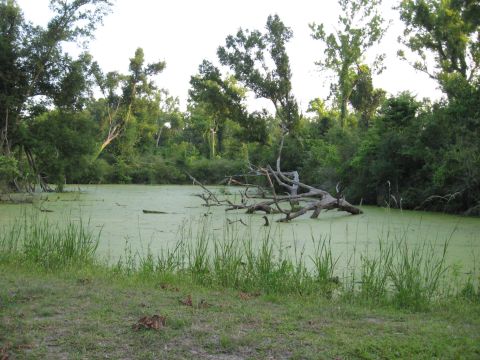 2006 Ford F-150 - A tranquil swamp scene with lush vegetation and a fallen tree partially submerged in the water.