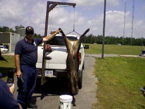 2006 Ford F-150 - A man displays a large animal carcass hanging from a frame, with a white pickup truck in the background.