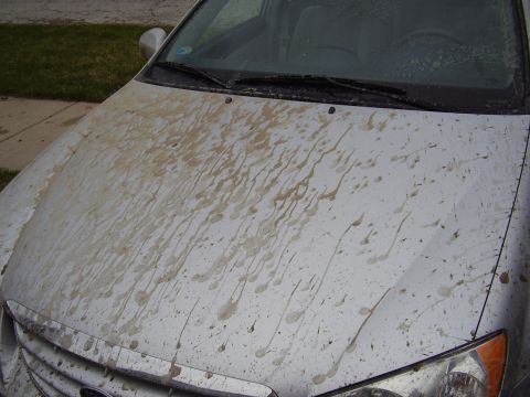 1996 Ford F-150 - The hood of a silver car is heavily splattered with mud, with streaks and droplets visible across the surface. The car appears to be parked…