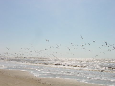 1990 Ford Bronco - A flock of seagulls flies over the ocean waves near a sandy beach, with the Supermotors logo visible in the corner.