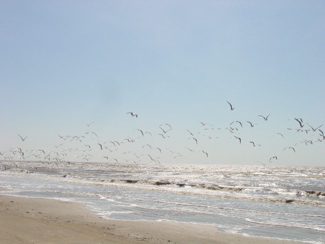 Flock of seagulls over the ocean with Supermotors logo