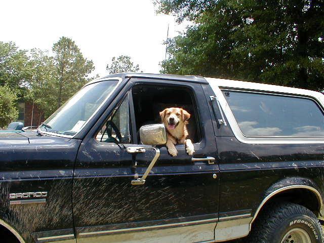 Golden retriever looking out the window of a dirty black Ford Bronco.