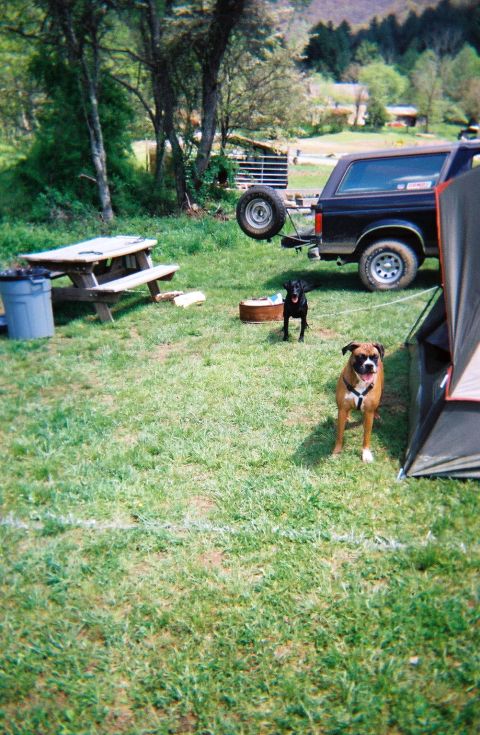 1988 Ford Bronco - Our dogs, Suzie is the Boxer on the right and Bob is the black lab/Beagle mix on the left.