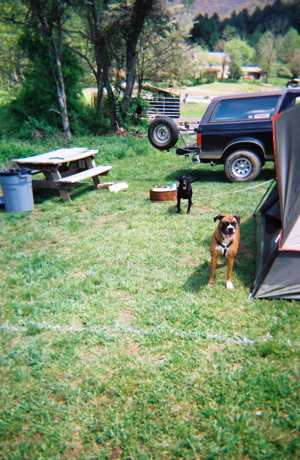 Our dogs, Suzie is the Boxer on the right and Bob is the black lab/Beagle mix on the left.