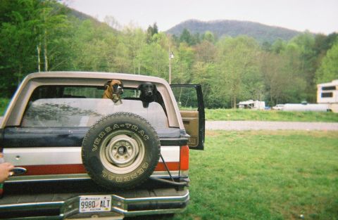 1988 Ford Bronco - These are my Bronco dogs, they weren't so brave on the trails though.