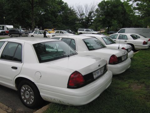 1991 Ford LTD Crown Victoria - Several white Ford Crown Victoria sedans are parked in a row on grass near trees, with more white vehicles in the background.