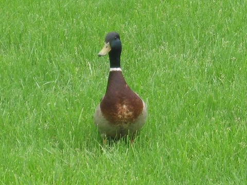 1991 Ford LTD Crown Victoria - male mallard duck with an iridescent green head and brown breast stands facing the camera in a field of bright green grass.